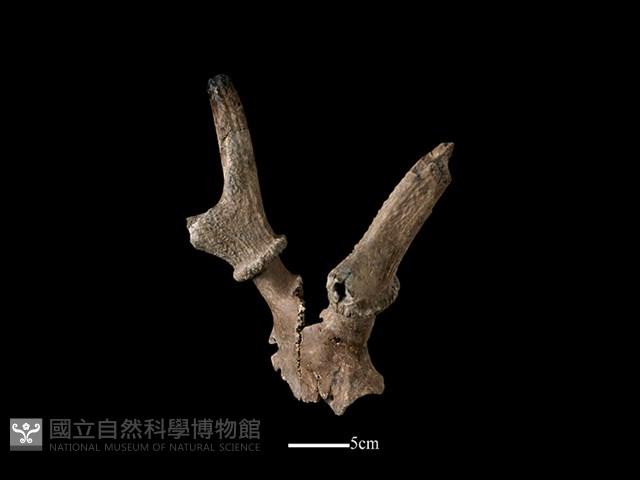 梅花鹿骨藏品圖，第3張