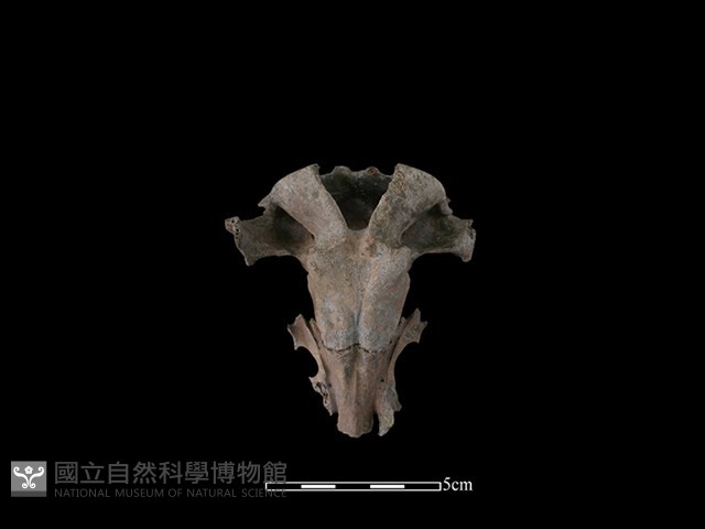 梅花鹿骨藏品圖，第3張