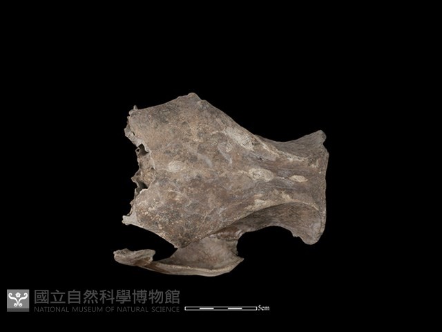 豬骨藏品圖，第3張
