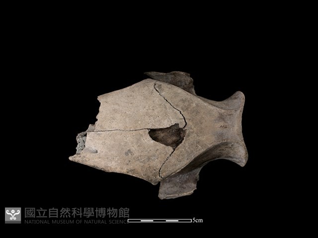 豬骨藏品圖，第3張