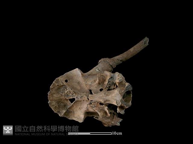 梅花鹿骨藏品圖，第3張