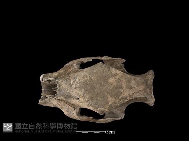 豬骨藏品圖，第3張