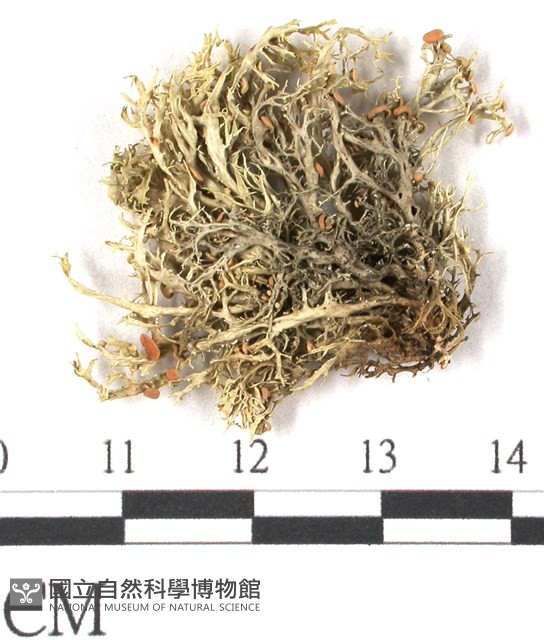 登錄號:L00001072藏品圖，第3張
