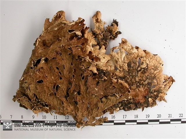 叉狀針芽兜衣藏品圖，第4張