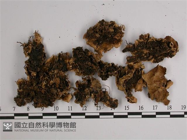 擬文字兜衣藏品圖，第4張