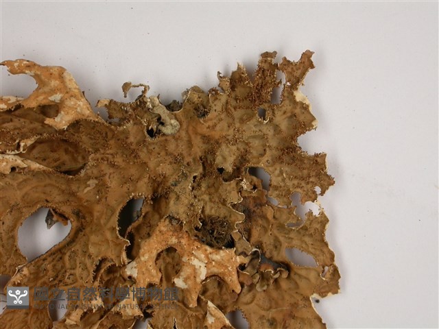 叉狀針芽兜衣藏品圖，第4張