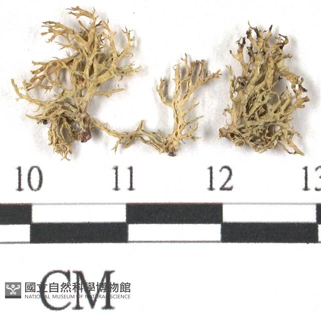 登錄號:L00002074藏品圖，第3張