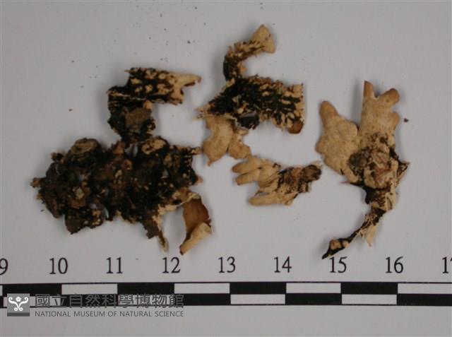 擬側膜兜衣藏品圖，第3張