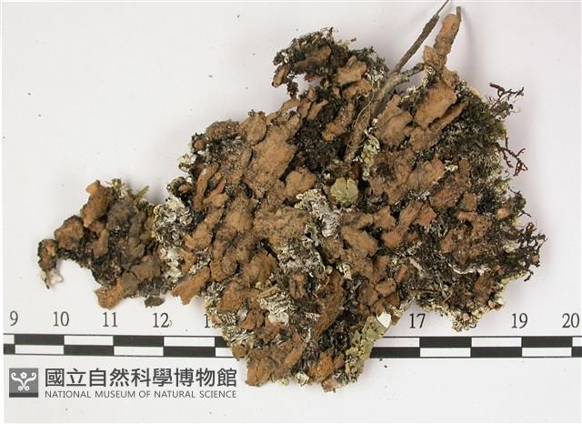 登錄號:L00002261藏品圖，第3張