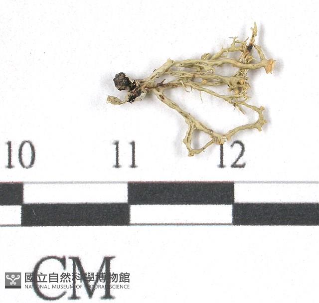 登錄號:L00002111藏品圖，第3張