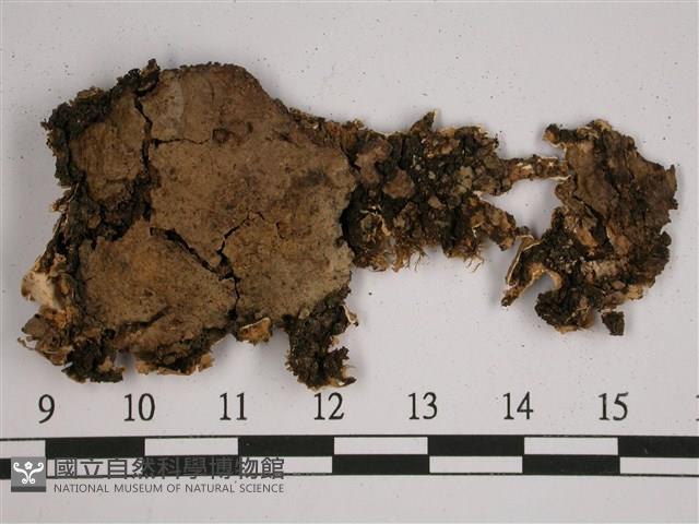 厚兜衣藏品圖，第3張