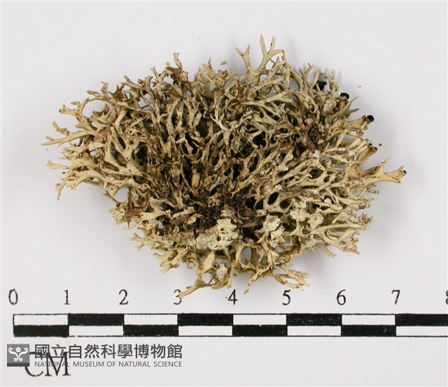 登錄號:L00001021藏品圖，第3張