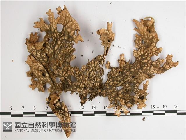 東方兜衣藏品圖，第3張