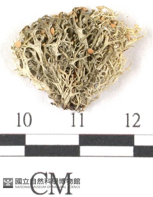 登錄號:L00001073藏品圖，第3張