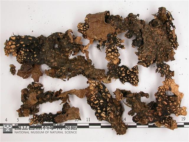 兜衣藏品圖，第3張