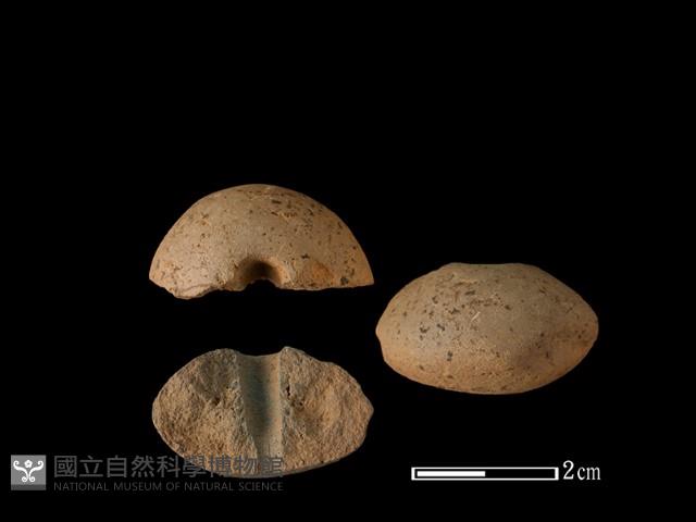 紡輪藏品圖，第1張