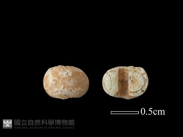 玻璃珠藏品圖，第1張