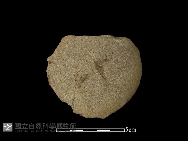 石片器藏品圖，第2張