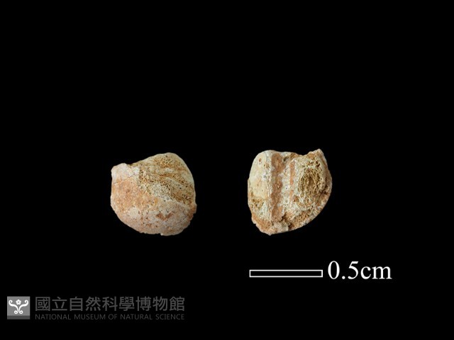 玻璃珠藏品圖，第1張