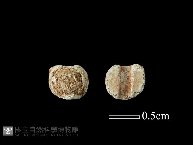 玻璃珠藏品圖，第1張