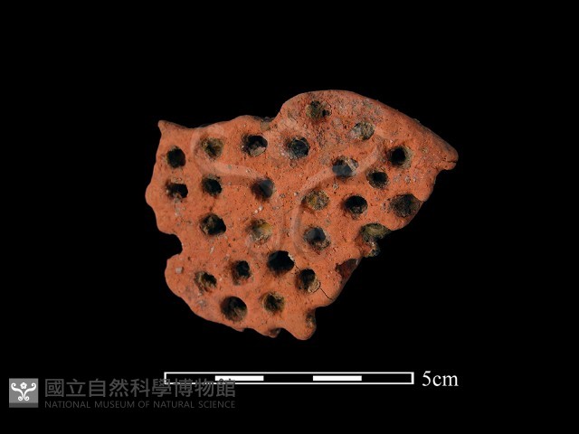 蜂房形器藏品圖，第1張