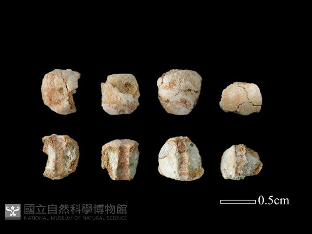 玻璃珠藏品圖，第1張