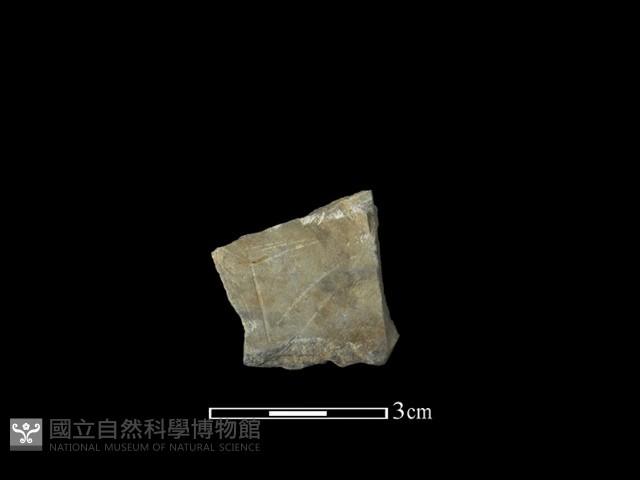 帶加工痕石材藏品圖，第1張