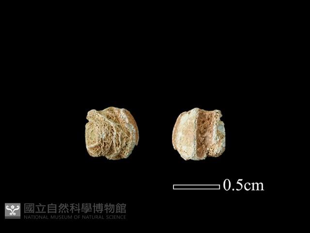 玻璃珠藏品圖，第1張