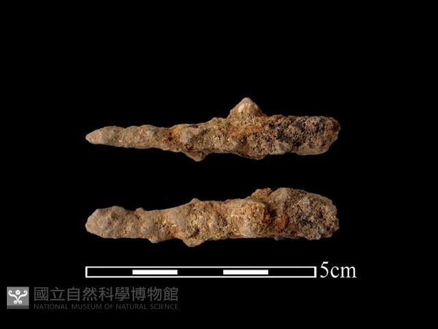 尖器藏品圖，第1張