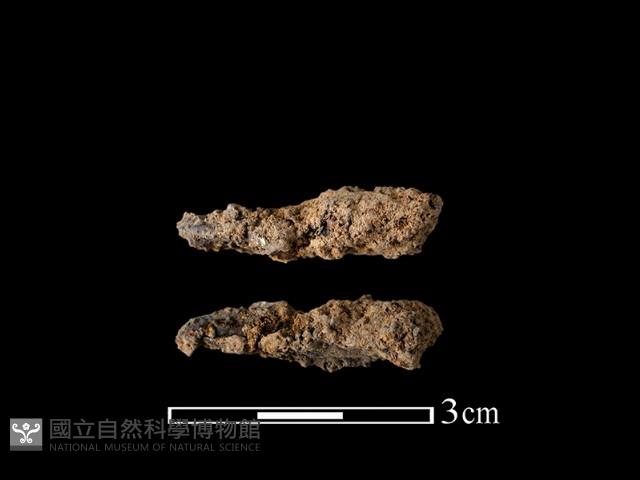 尖器藏品圖，第1張