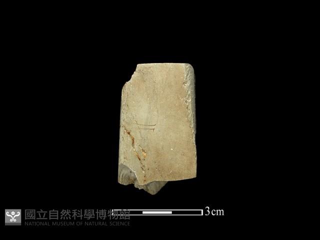 錛鑿形器藏品圖，第1張