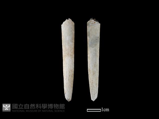 骨簪藏品圖，第1張