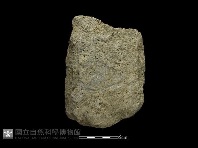 斧鋤形器藏品圖，第2張