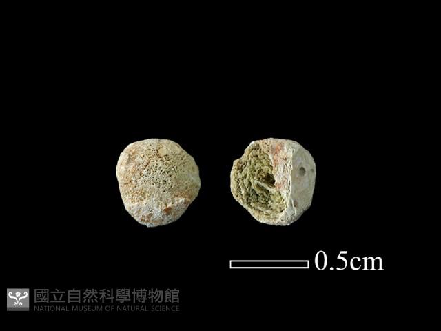 玻璃珠藏品圖，第1張