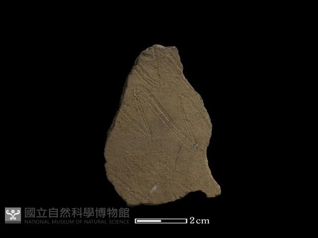 陶片藏品圖，第2張