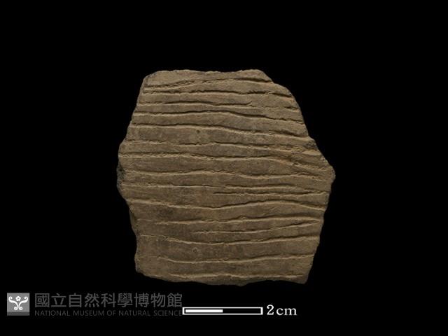 陶片藏品圖，第2張