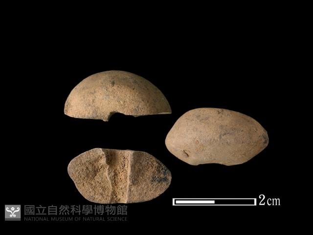 紡輪藏品圖，第1張