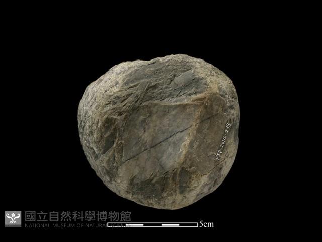 Accession Number:PTP-2014-238 Collection Image, Figure 2, Total 2 Figures