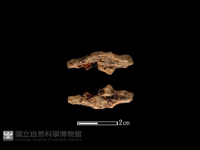 尖器藏品圖，第1張