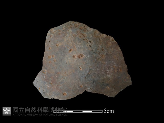 陶片藏品圖，第1張
