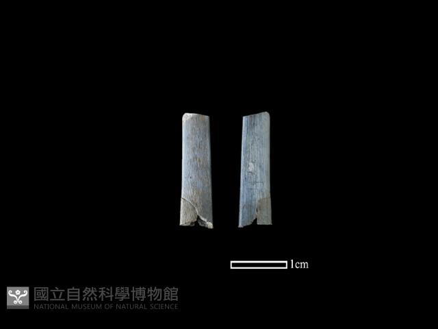 骨器藏品圖，第1張