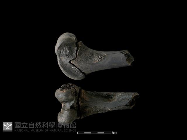 梅花鹿骨藏品圖，第2張