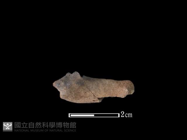 山羌骨藏品圖，第1張