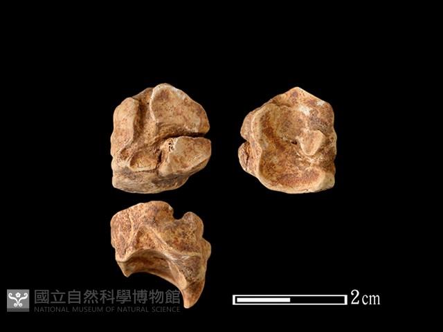 獐骨藏品圖，第1張