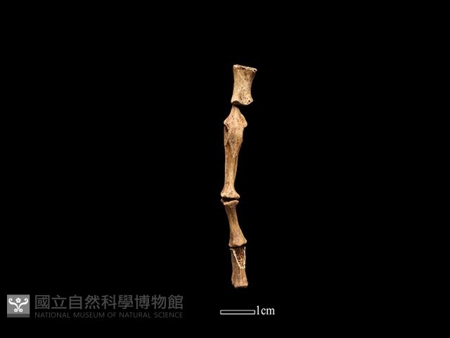 水獺骨藏品圖，第1張