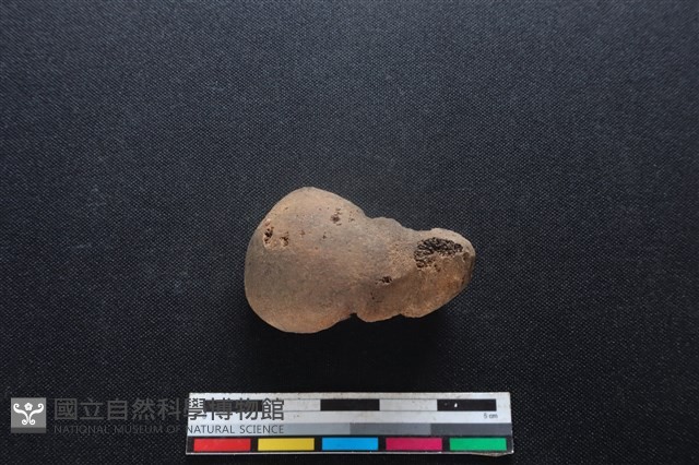 梅花鹿骨藏品圖，第1張