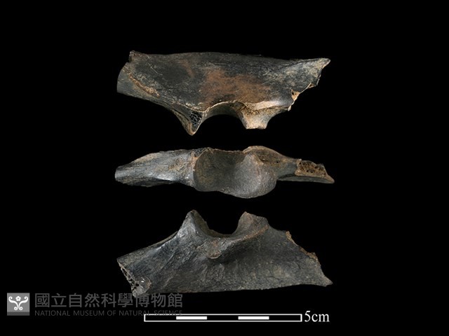 獐骨藏品圖，第1張
