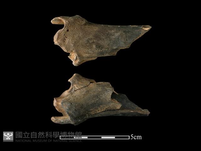 梅花鹿骨藏品圖，第1張