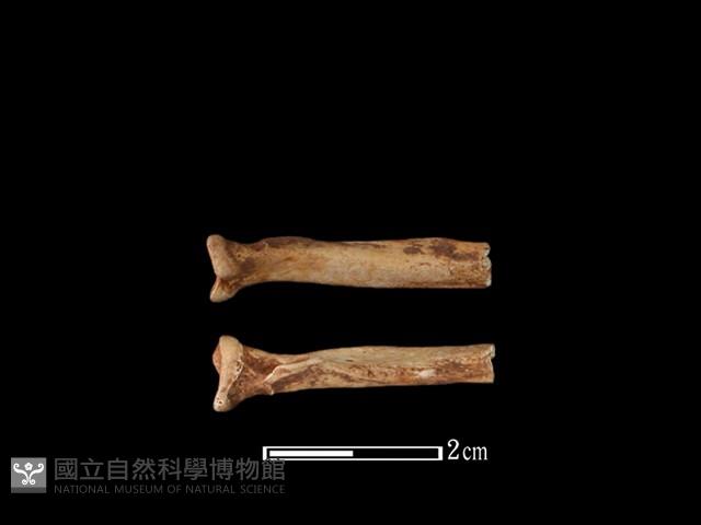 水獺骨藏品圖，第1張