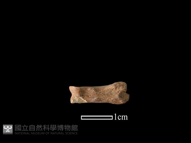 山羌骨藏品圖，第1張